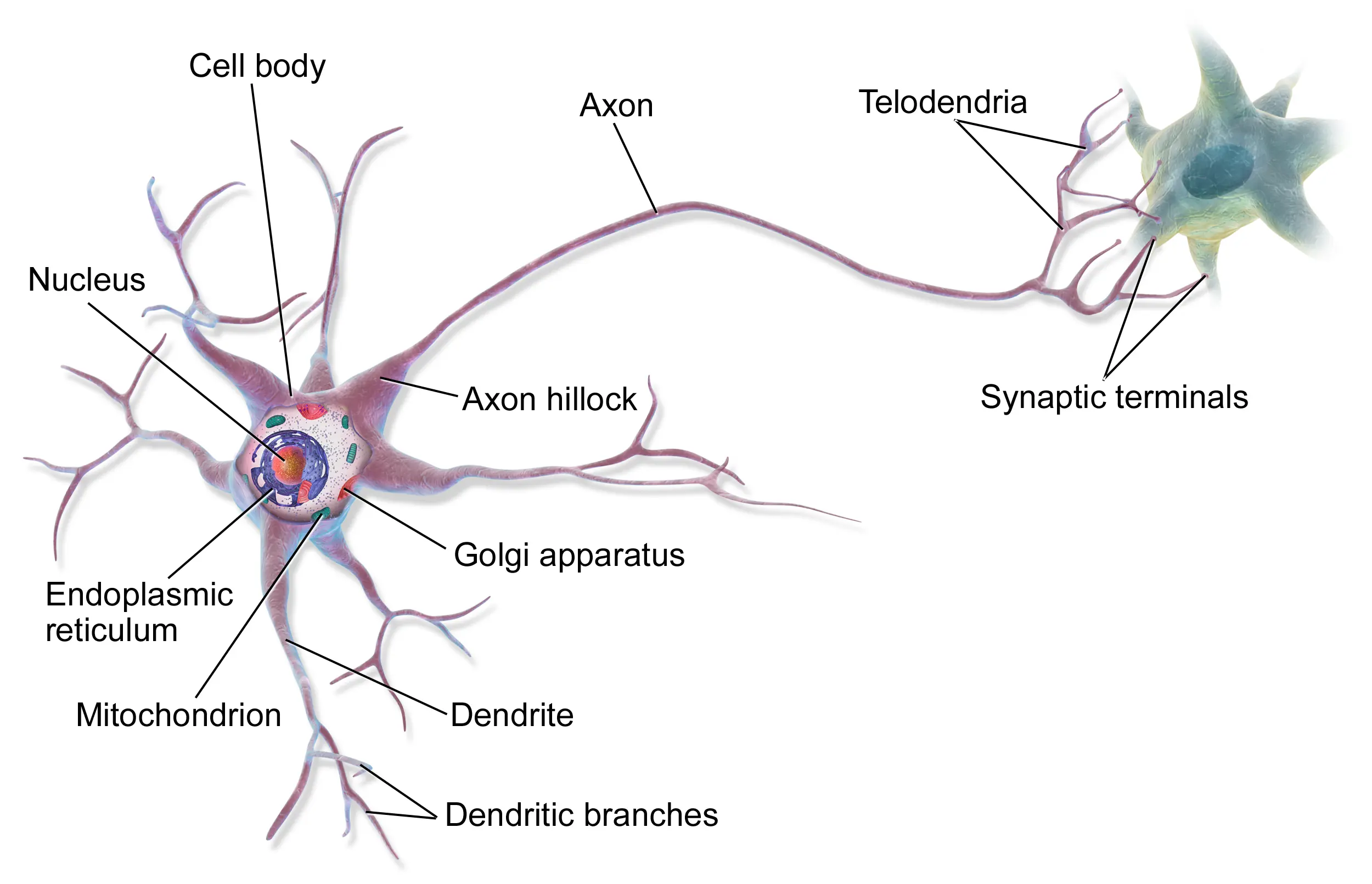 fundamentals-biological-neuron